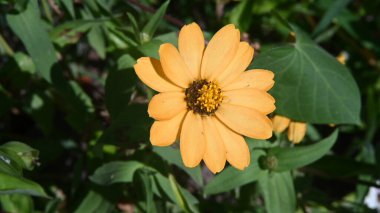 Güneşli yaz gününde bahçede yetişen güzel çiçekler. 