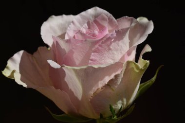 Koyu arkaplanda güzel bir gül, yaz konsepti, yakın görüş  