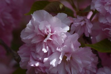 Güneşli yaz gününde bahçede yetişen güzel çiçekler. 