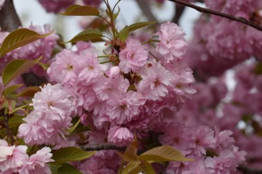 Güneşli yaz gününde bahçede yetişen güzel çiçekler. 