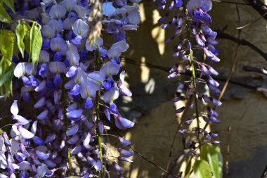 Güneşli yaz gününde bahçede yetişen güzel çiçekler. 