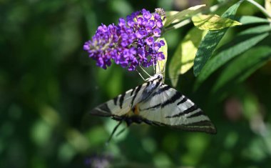 Güneşli yaz gününde bahçede yetişen güzel çiçekler. 