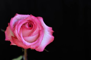 Koyu arkaplanda güzel bir gül, yaz konsepti, yakın görüş  