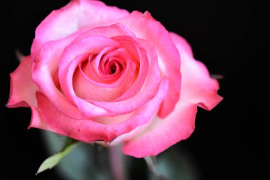 Koyu arkaplanda güzel bir gül, yaz konsepti, yakın görüş  