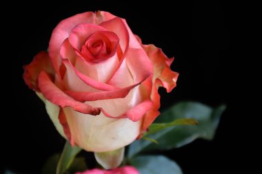 Koyu arkaplanda güzel bir gül, yaz konsepti, yakın görüş  