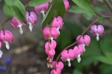 Güneşli yaz gününde bahçede yetişen güzel çiçekler. 