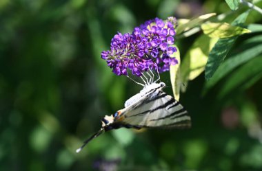 Güneşli yaz gününde bahçede yetişen güzel çiçekler. 