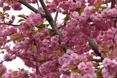 Pembe çiçekli kiraz ağacı dalları. Yakın plan, bahar konsepti.  