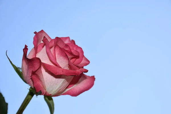 Krásný Růžový Květ Pozadí Oblohy Letní Koncept Zblízka — Stock fotografie