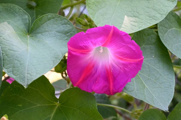 夏の晴れた日に庭で育つ美しい花 — ストック写真