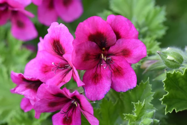 Schöne Blumen Wachsen Garten Sonnigen Sommertag — Stockfoto