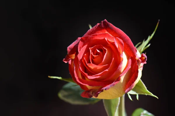 Όμορφο Τριαντάφυλλο Σκούρο Φόντο Έννοια Του Καλοκαιριού Κοντινή Θέα — Φωτογραφία Αρχείου