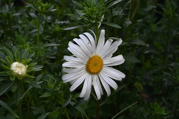 Schöne Blumen Wachsen Garten Sonnigen Sommertag — Stockfoto