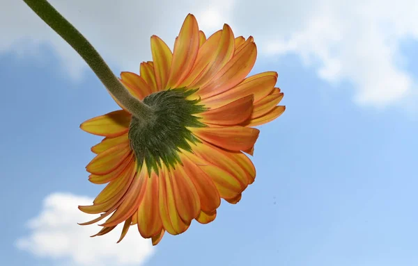 Красива Квітка Гербери Фоні Неба Літня Концепція Вид Крупним Планом — стокове фото