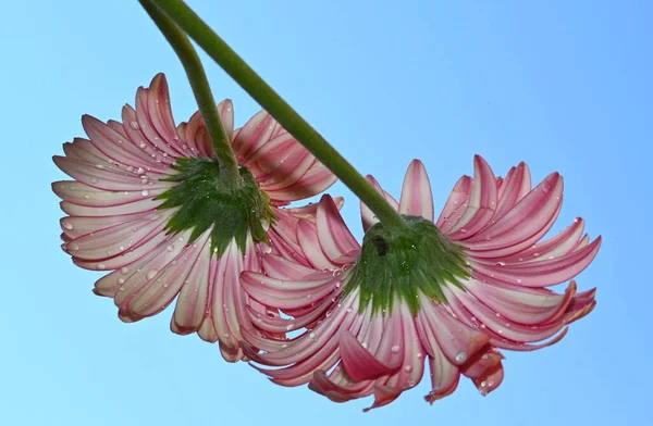 Schöne Gerbera Blumen Auf Himmelshintergrund Sommerkonzept Nahsicht — Stockfoto