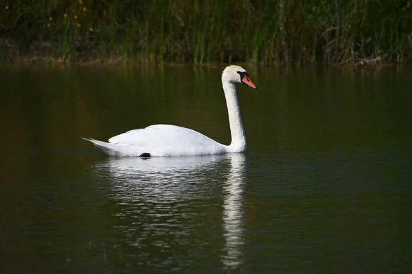 Hermoso Cisne Nadando Superficie Del Lago Día Verano —  Fotos de Stock