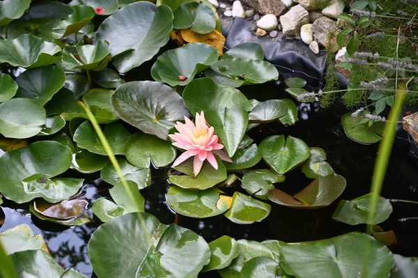 Bela Flor Lótus Crescendo Lagoa Dia Verão — Fotografia de Stock
