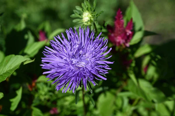 Mooie Bloemen Groeien Tuin Zomer Zonnige Dag — Stockfoto