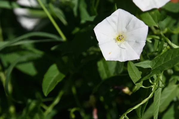 Belles Fleurs Poussant Dans Jardin Journée Ensoleillée Été — Photo