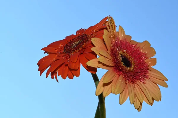 Gökyüzü Arka Planında Güzel Gerbera Çiçekleri Yaz Konsepti Yakın Manzara — Stok fotoğraf
