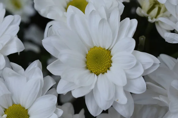 Belles Fleurs Poussant Dans Jardin Journée Ensoleillée Été — Photo