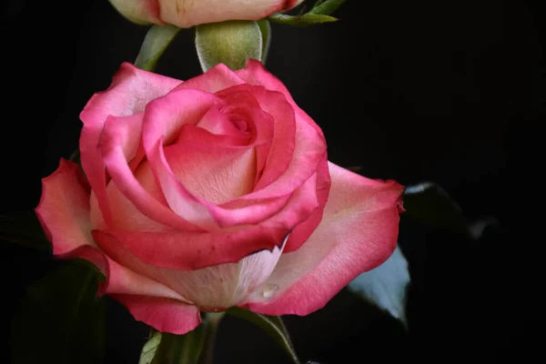 Hermosa Rosa Sobre Fondo Oscuro Concepto Verano Vista Cercana — Foto de Stock