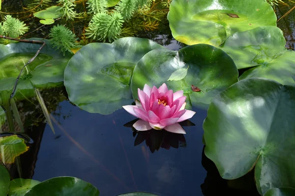 Schön Blühender Lotus Der Sommertag Teich Wächst — Stockfoto