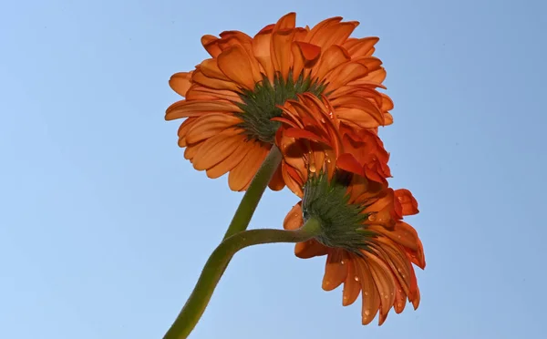 Gökyüzü Arka Planında Güzel Gerbera Çiçekleri Yaz Konsepti Yakın Manzara — Stok fotoğraf
