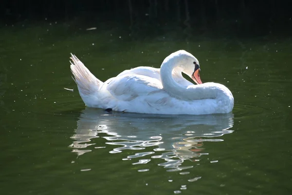 Schöner Schwan Schwimmt Sommertag Auf Der Wasseroberfläche Des Sees — Stockfoto