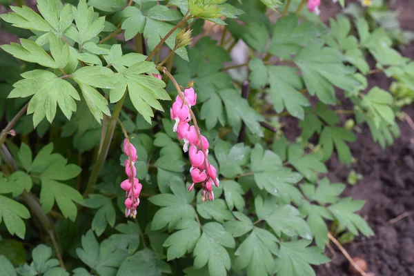 Bellissimi Fiori Che Crescono Giardino Estate Giornata Sole — Foto Stock