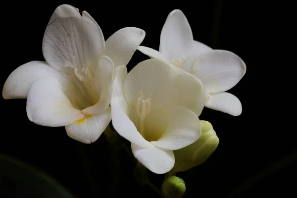 Schöne Blumen Auf Dunklem Hintergrund Sommerkonzept Nahsicht — Stockfoto