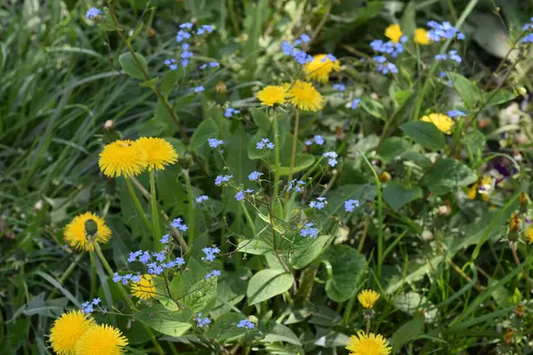 Beautiful Flowers Growing Garden Summer Sunny Day — Stock Photo, Image