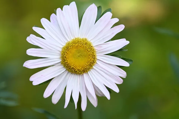 Belles Fleurs Poussant Dans Jardin Journée Ensoleillée Été — Photo