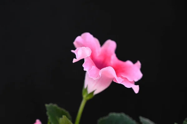 深色背景的美丽的花朵 夏天的概念 — 图库照片