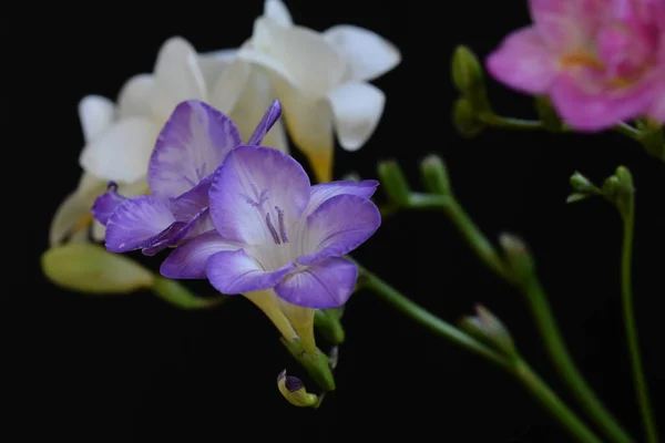 Mooie Bloemen Donkere Achtergrond — Stockfoto