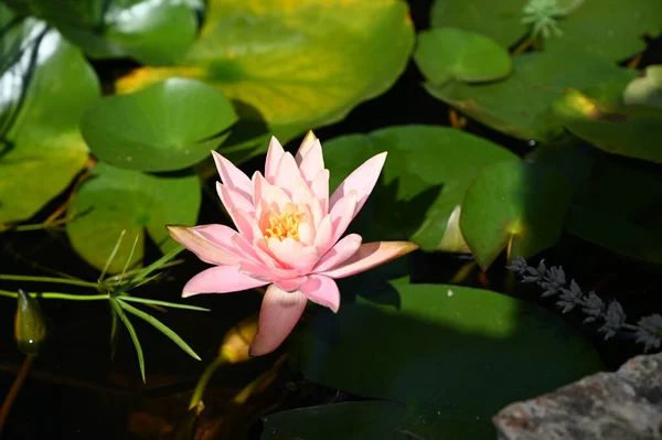 Mooie Bloeiende Lotus Groeien Vijver Zomerdag — Stockfoto