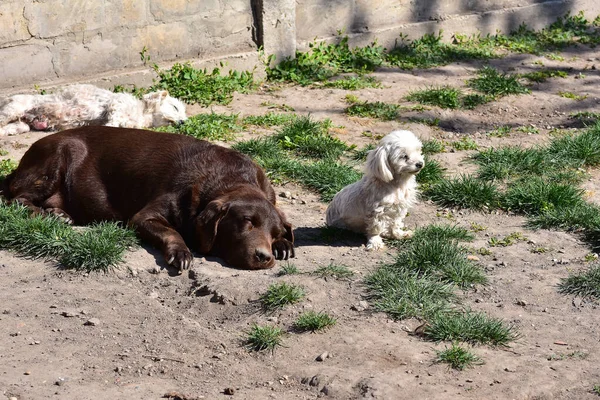 Şirin Köpekler Yaz Günü Dışarıda Eğleniyorlar — Stok fotoğraf