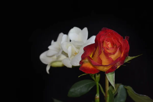 Hermosas Flores Sobre Fondo Oscuro — Foto de Stock