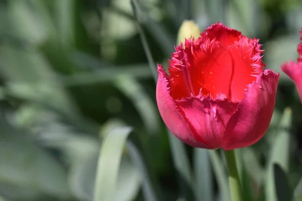 Hermosas Flores Que Crecen Jardín Verano Día Soleado — Foto de Stock