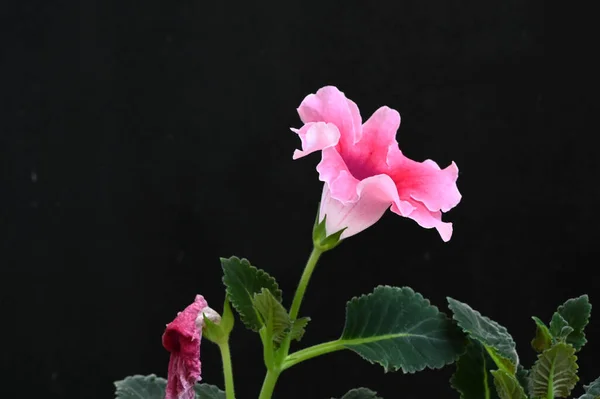 Gyönyörű Virág Sötét Háttér Nyári Koncepció Közelről — Stock Fotó