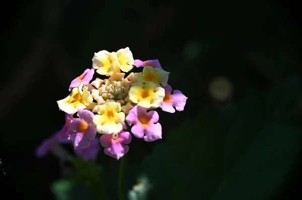 Beautiful Flowers Growing Garden Summer Sunny Day — Stock Photo, Image