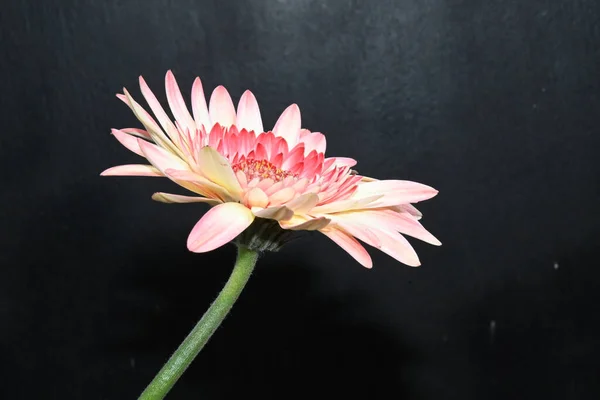 Piękne Kwiaty Ciemnym Tle — Zdjęcie stockowe