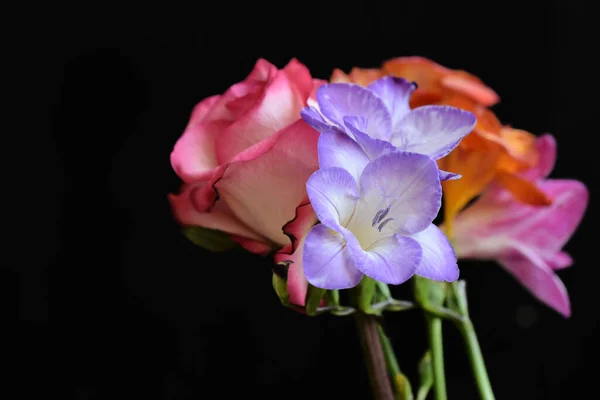 Belas Flores Fundo Escuro — Fotografia de Stock