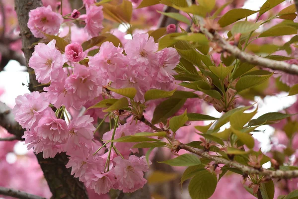 Fleurs Roses Branches Cerisier Avec Belles Fleurs Gros Plan Concept — Photo