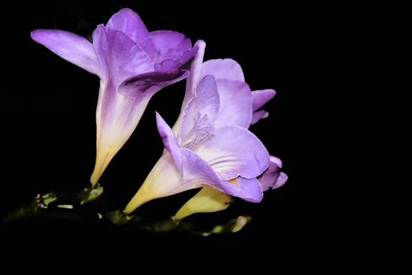 Vackra Blommor Mörk Bakgrund Sommar Koncept Nära Utsikt — Stockfoto