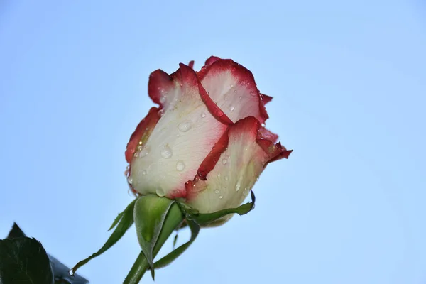 beautiful rose flower on sky background, summer concept, close view