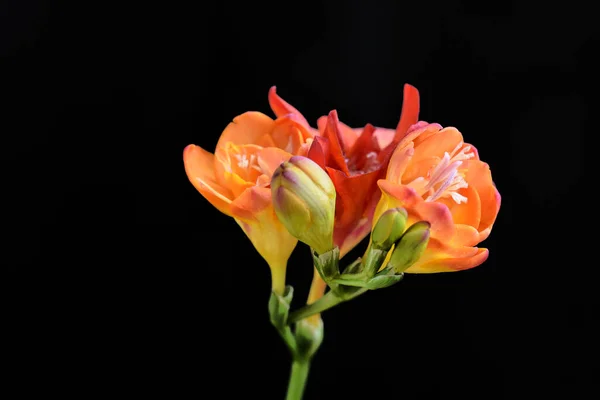 Hermosas Flores Sobre Fondo Oscuro Concepto Verano Vista Cercana —  Fotos de Stock