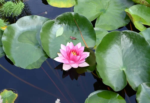 Güzel çiçek açan nilüfer çiçekleri yaz günü gölette büyür. 