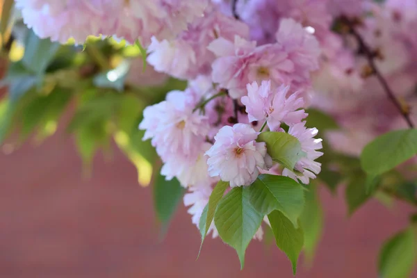 Bellissimi Fiori Che Crescono Giardino Estate Giornata Sole — Foto Stock