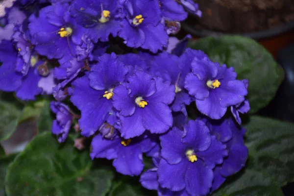 Güneşli yaz gününde bahçede yetişen güzel çiçekler. 